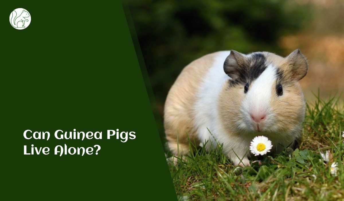 Can Guinea Pigs Live Alone?