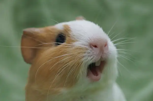 Deciphering Guinea Pig Happiness