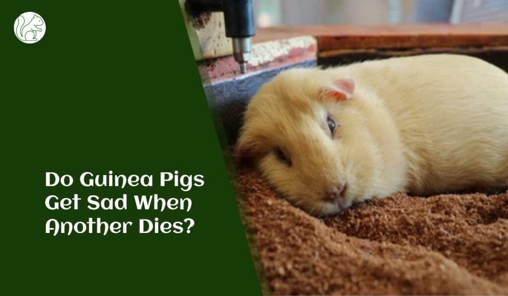 Do Guinea Pigs Get Sad When Another Dies?