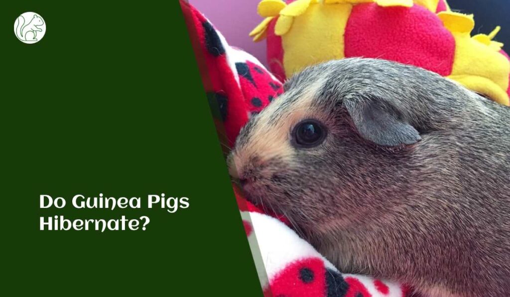 Do Guinea Pigs Hibernate?