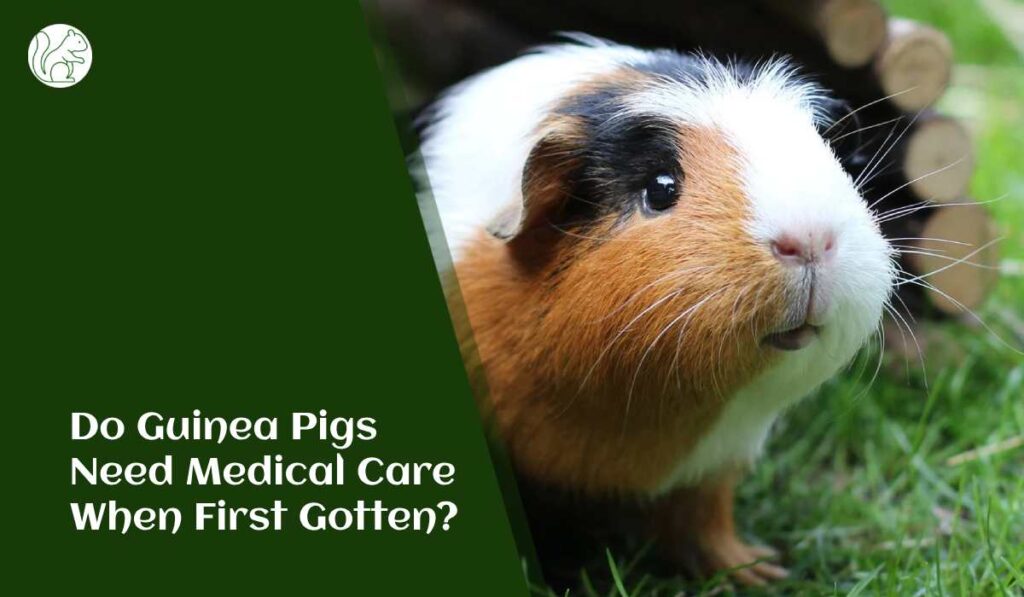Do Guinea Pigs Need Medical Care When First Gotten?