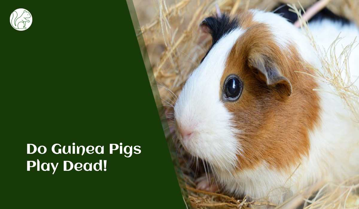 Do Guinea Pigs Play Dead!