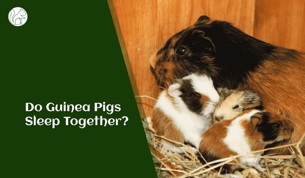 Do Guinea Pigs Sleep Together?