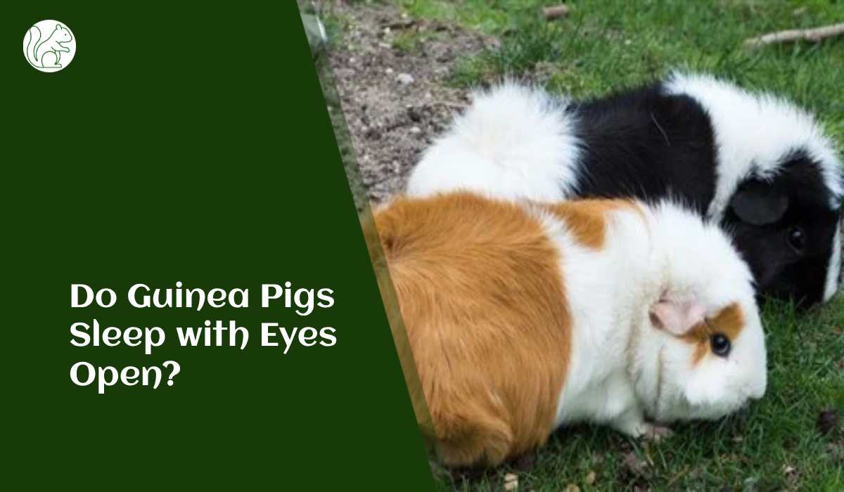 Do Guinea Pigs Sleep with Eyes Open?