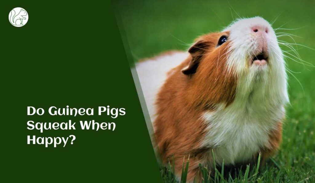Do Guinea Pigs Squeak When Happy?