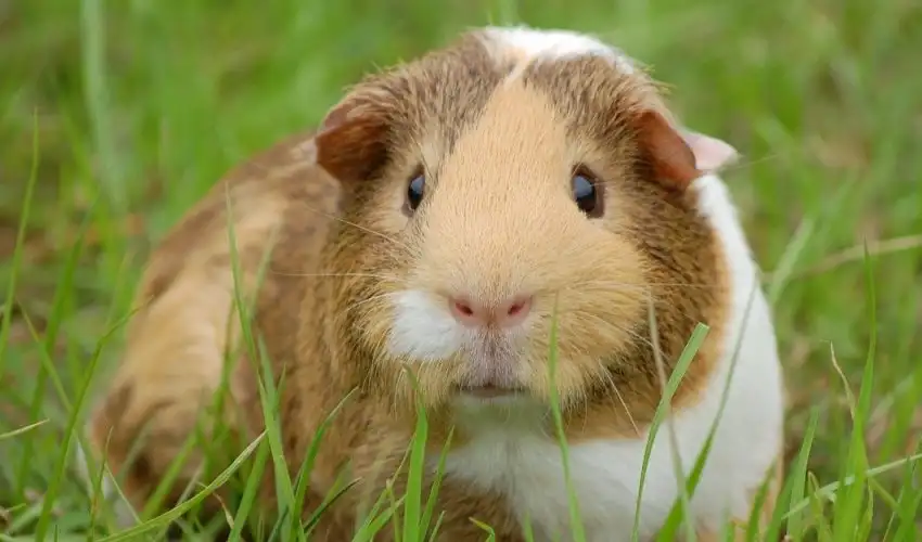 Encouraging Your Guinea Pig's Natural Speed