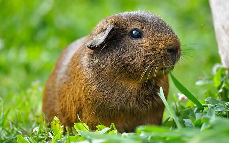  Health Benefits of Cat Grass for Guinea Pigs