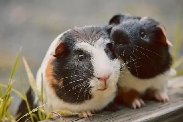 Health Consequences of Depression in Guinea Pigs