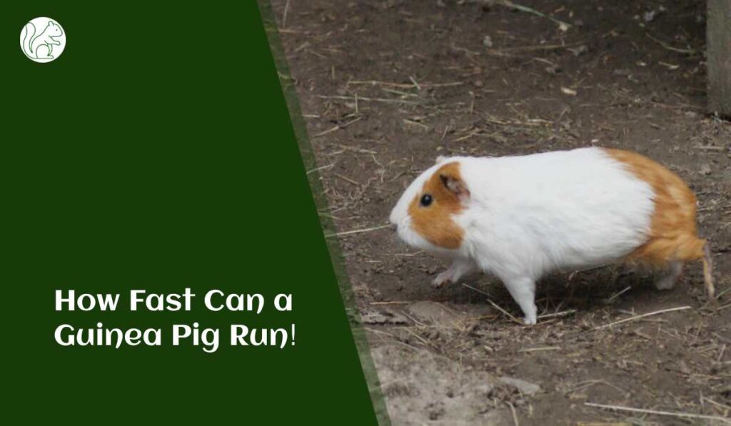 How Fast Can a Guinea Pig Run!