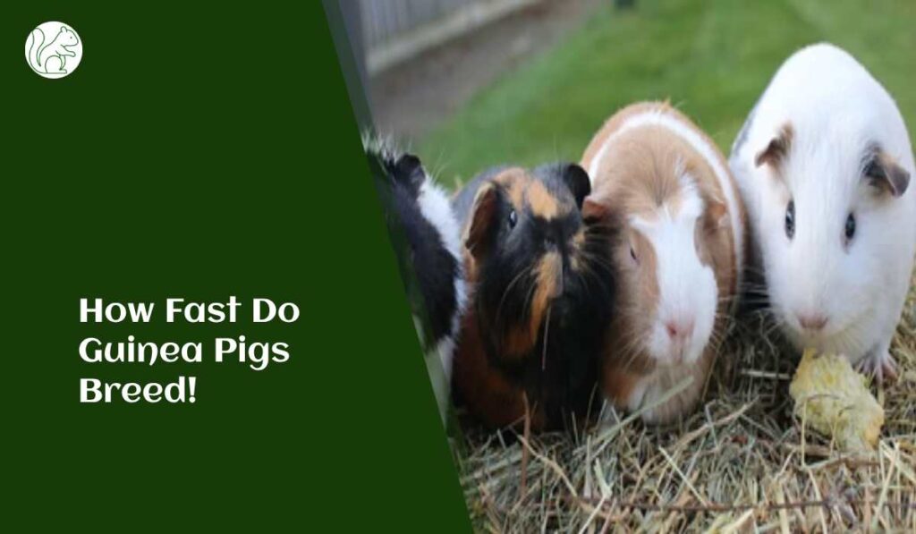How Fast Do Guinea Pigs Breed