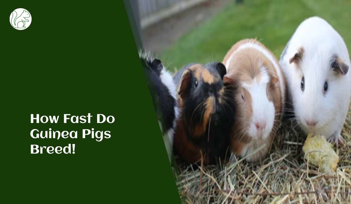 How Fast Do Guinea Pigs Breed A Comprehensive Guide