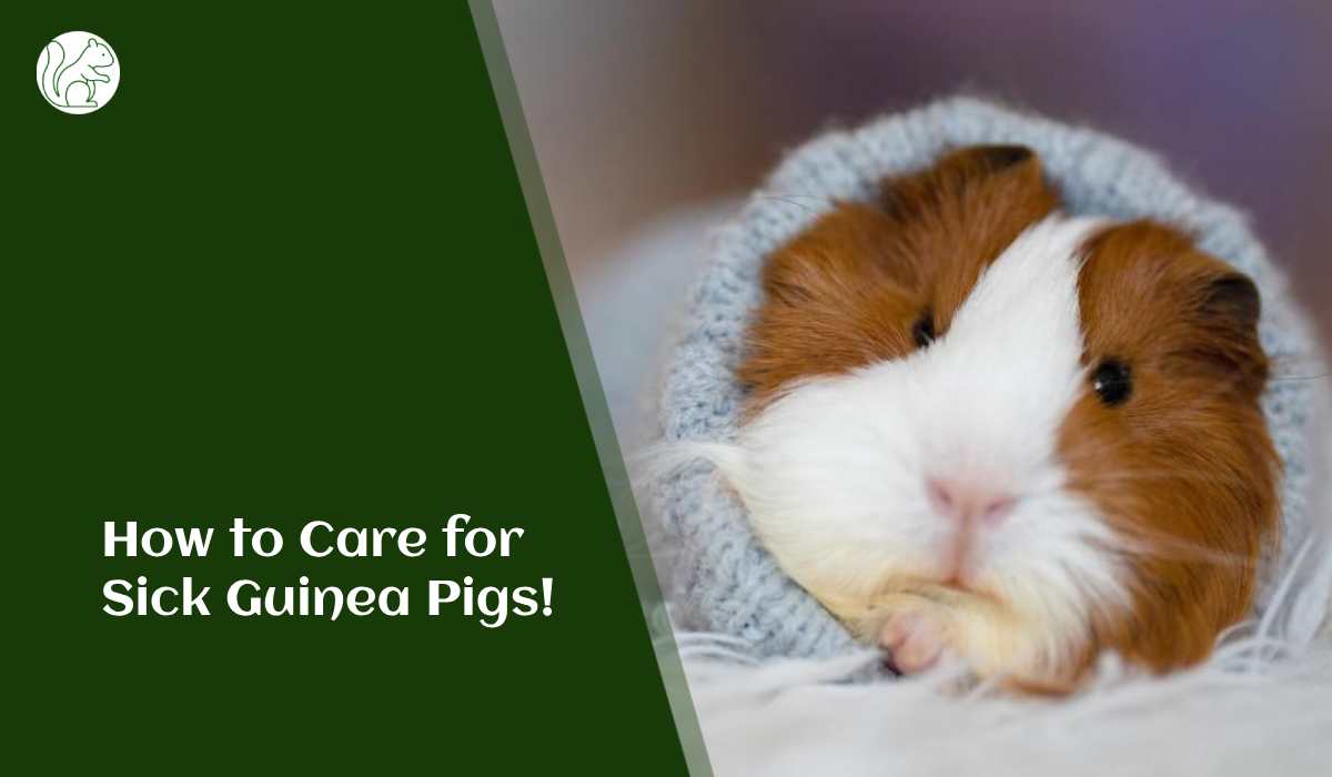 How to Care for Sick Guinea Pigs