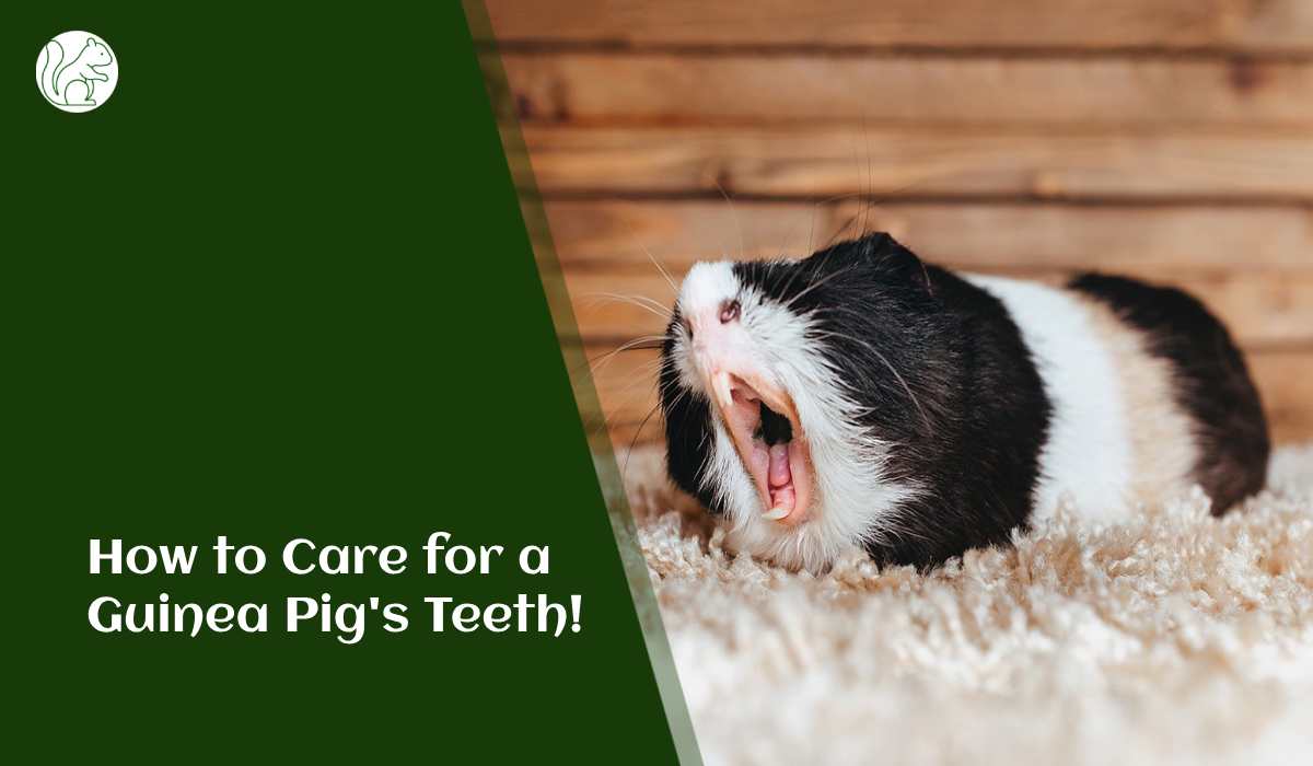 How to Care for a Guinea Pig's Teeth