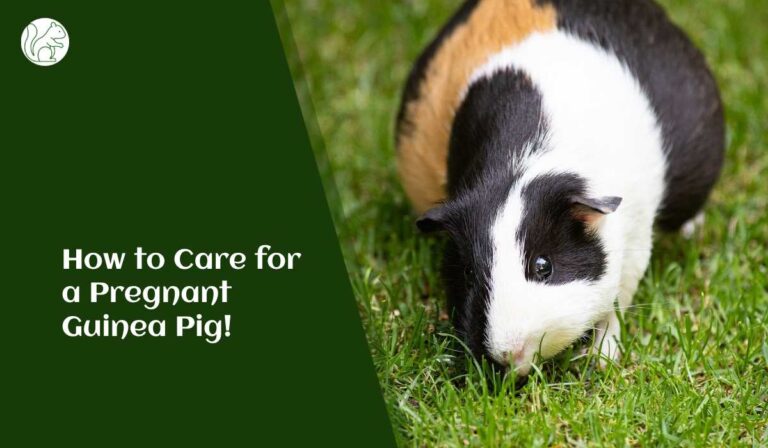 Image showcasing How to Care for a Pregnant Guinea Pig