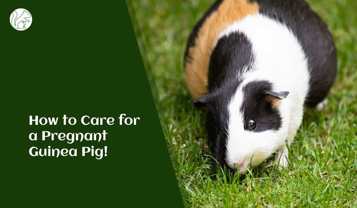 How to Care for a Pregnant Guinea Pig