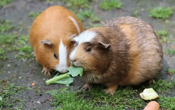 Meeting Guinea Pig's Nutritional Requirements