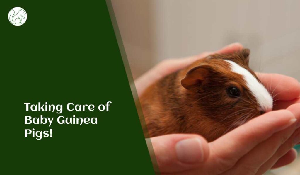 Taking Care of Baby Guinea Pigs