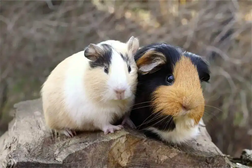 The Importance of Companionship for Guinea Pigs