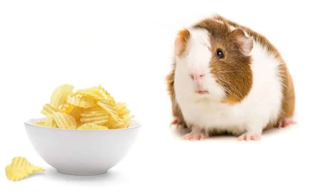 The Risks of Feeding French Fries to Guinea Pigs