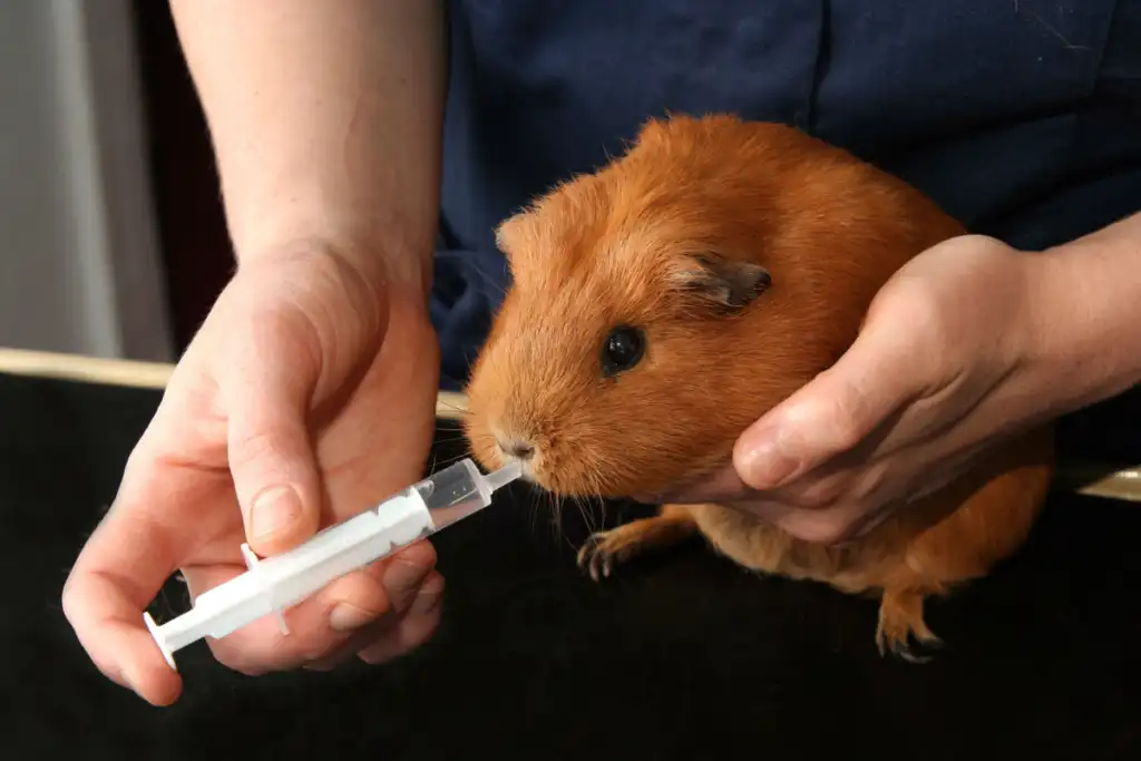 Vaccinations for Guinea Pigs