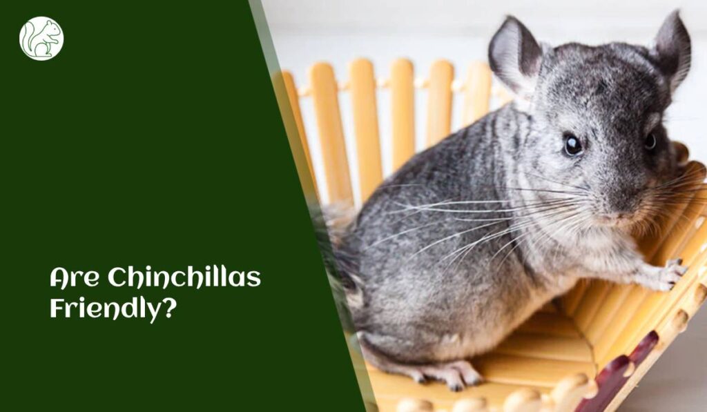 Are chinchillas friendly?