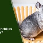 Are chinchillas friendly?