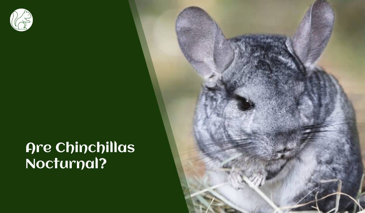 Are Chinchillas Nocturnal?