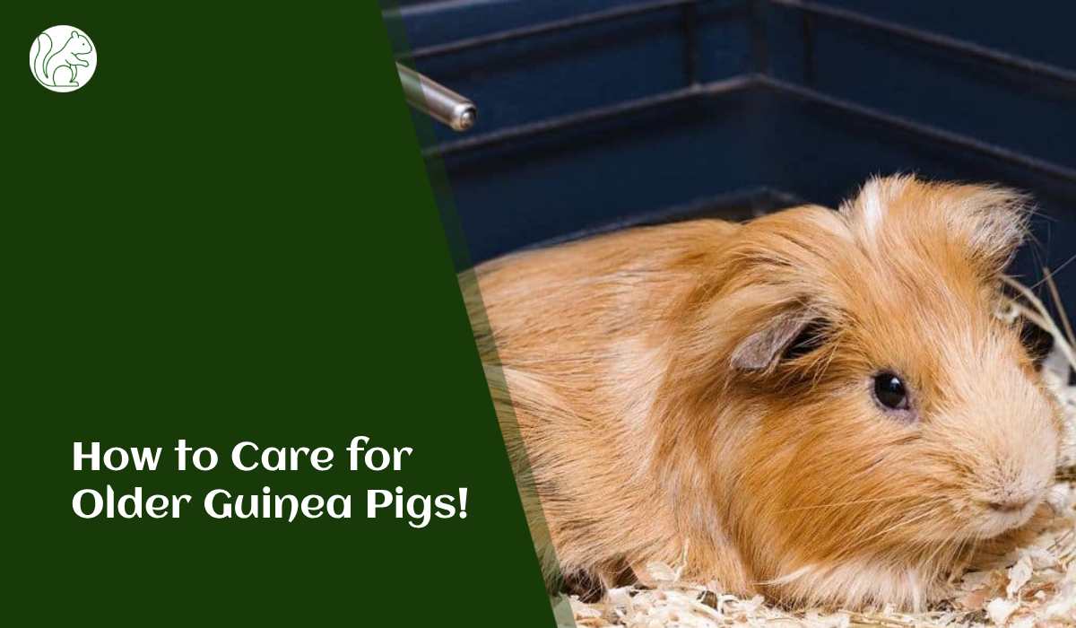 How to Care for Older Guinea Pigs!