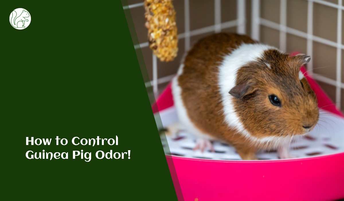 How to Control Guinea Pig Odor