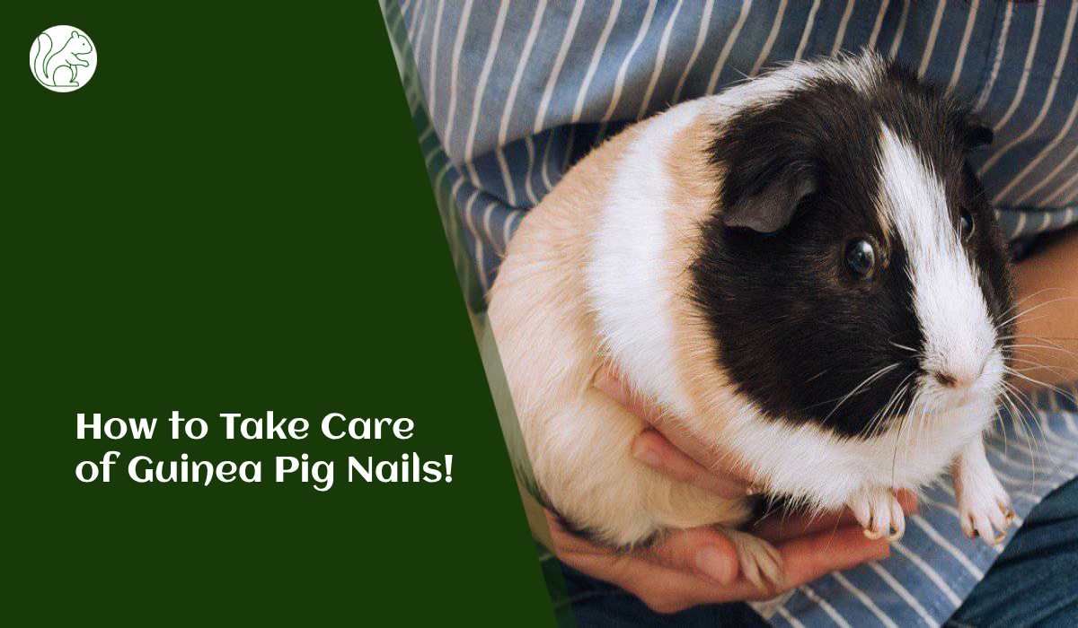 How to Take Care of Guinea Pig Nails