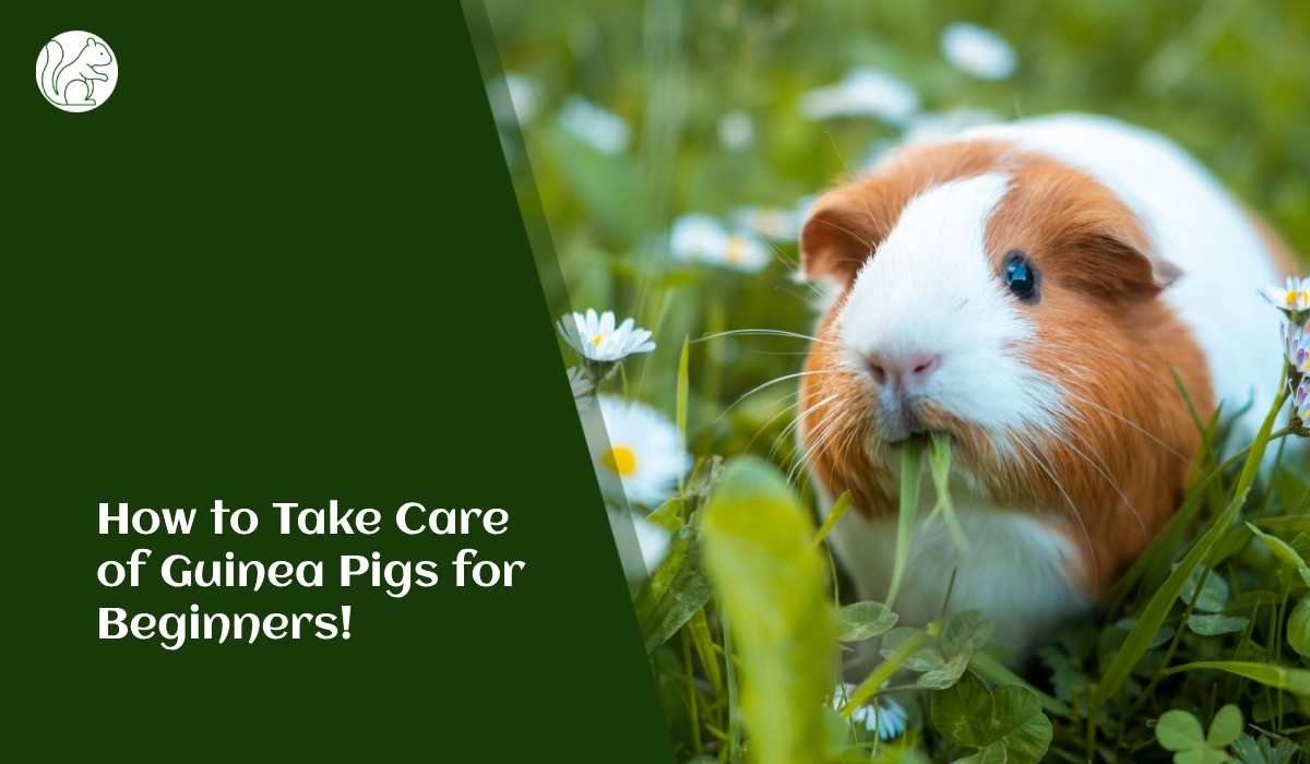 How to Take Care of Guinea Pigs for Beginners