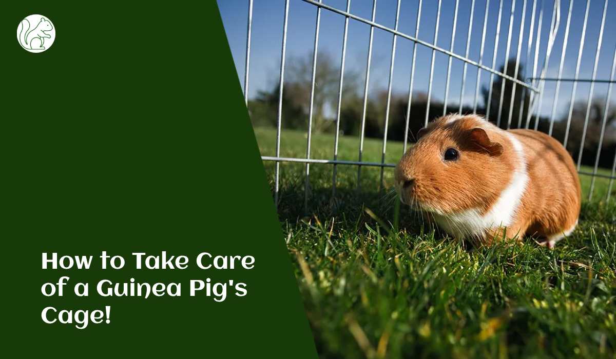 How to Take Care of a Guinea Pig's Cage