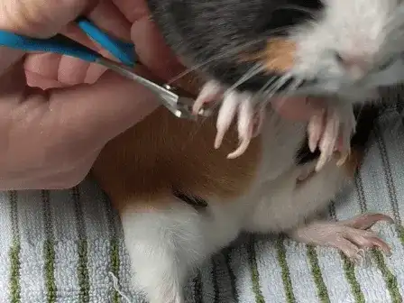 The Nail Trimming Process