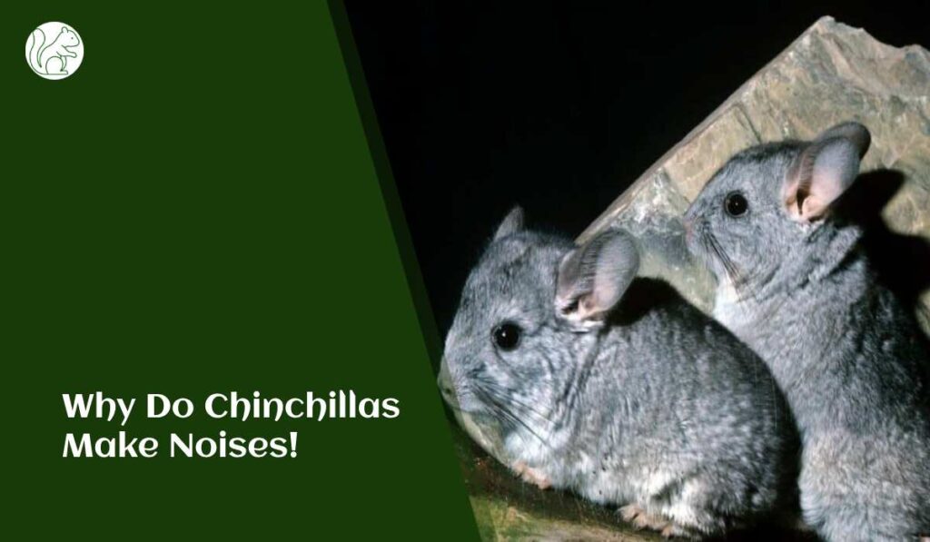 Why Do Chinchillas Make Noises
