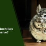 Are Chinchillas Aggressive?