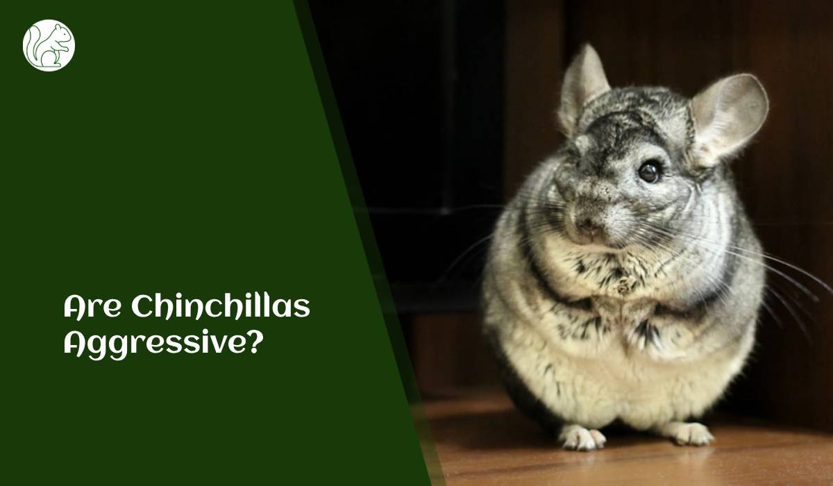 Are Chinchillas Aggressive?