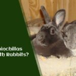 Can Chinchillas Live with Rabbits?