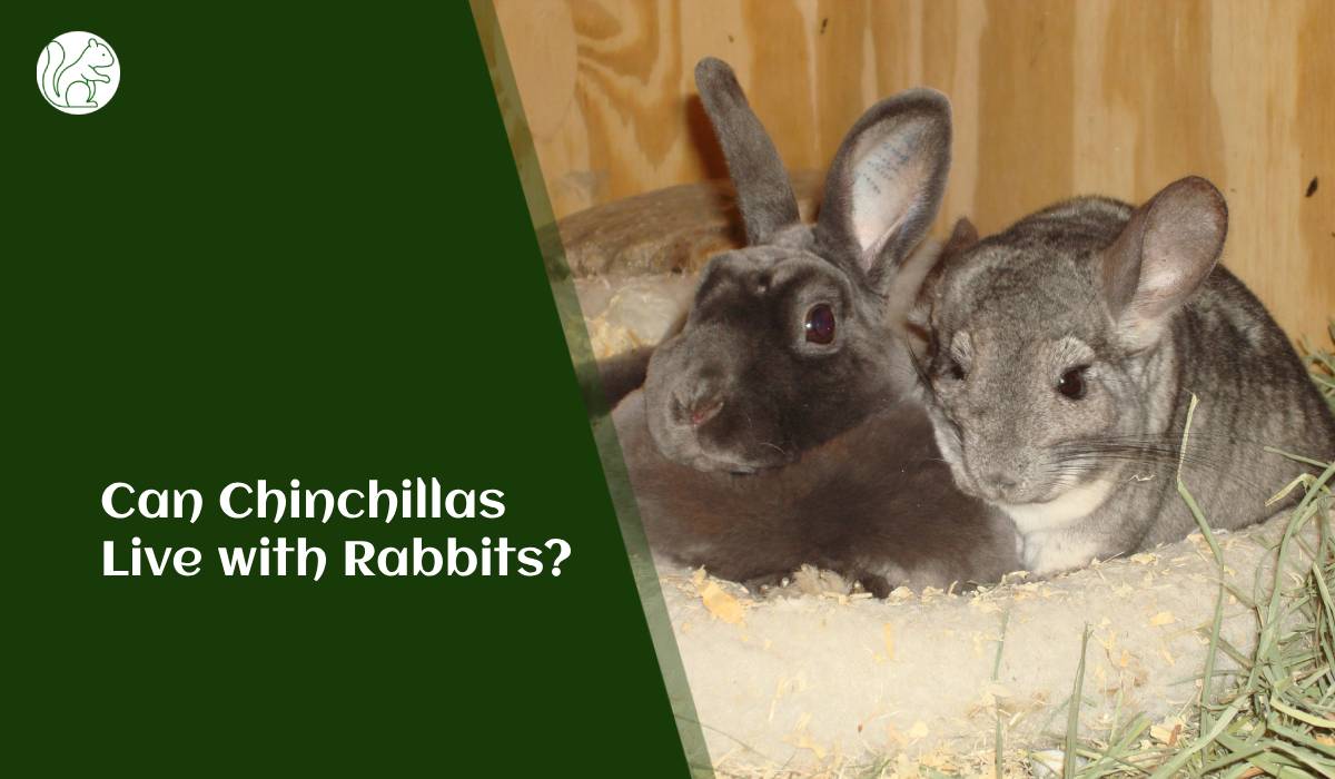 Can Chinchillas Live with Rabbits?