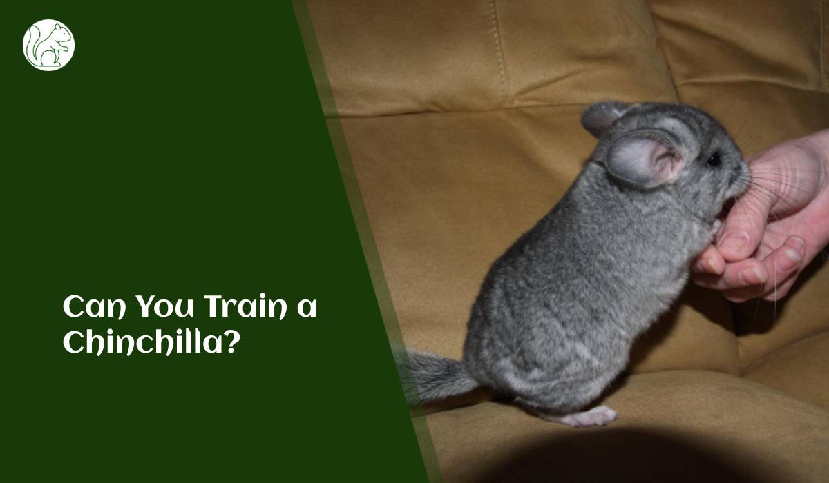 Can You Train a Chinchilla?