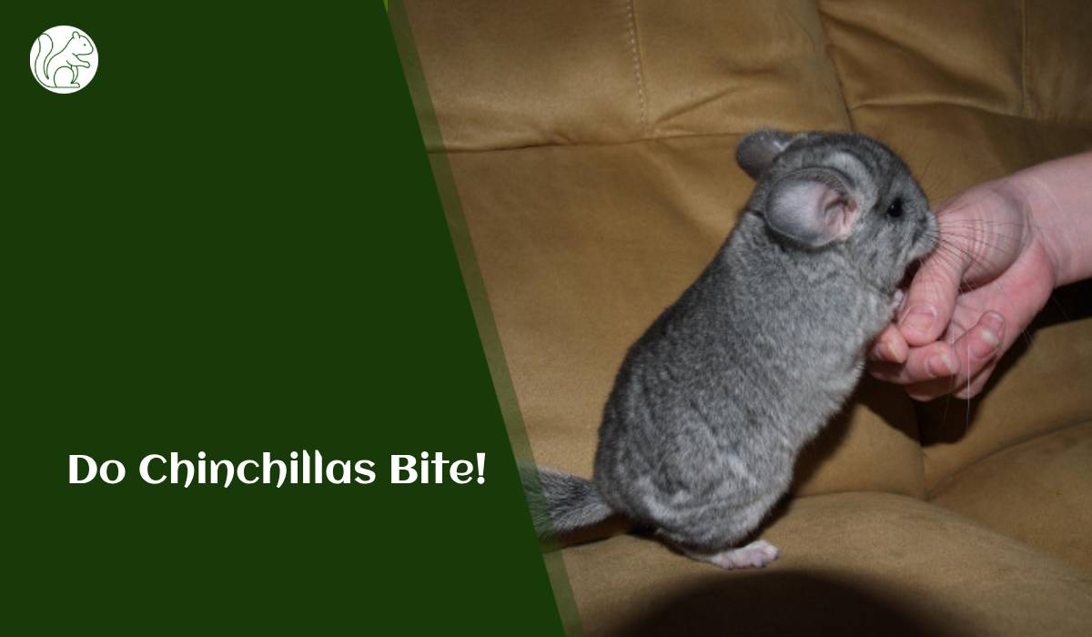 Do Chinchillas Bite!