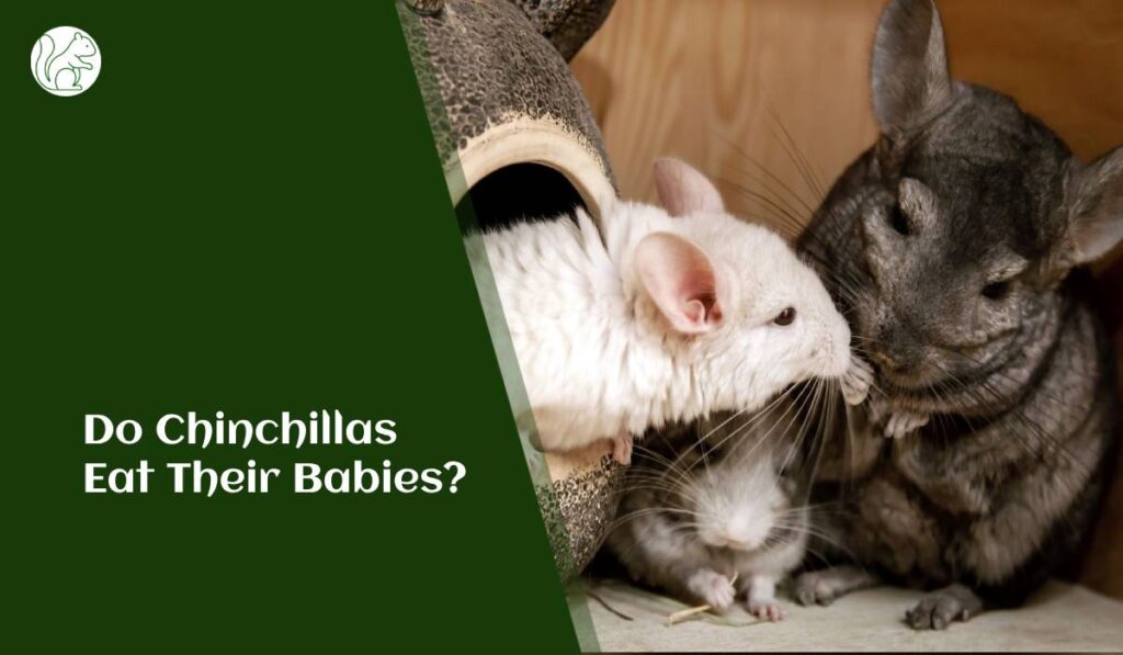 Do Chinchillas Eat Their Babies?