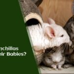 Do Chinchillas Eat Their Babies?