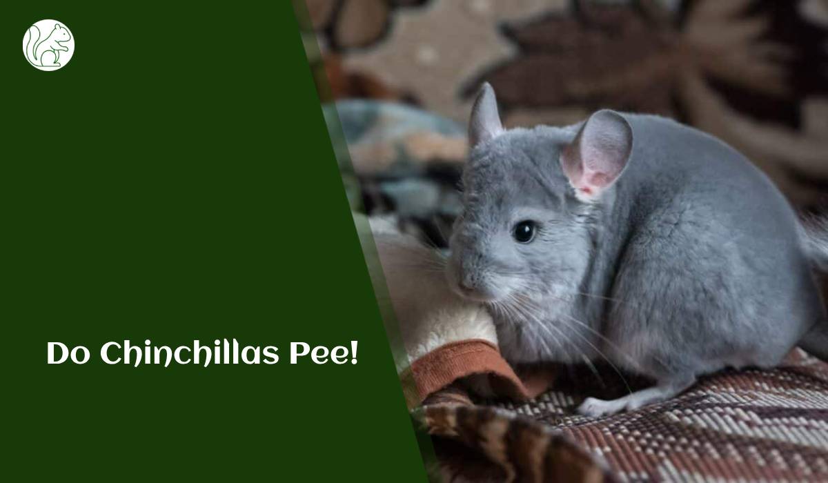 Do Chinchillas Pee!