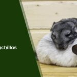 Do Chinchillas Sleep