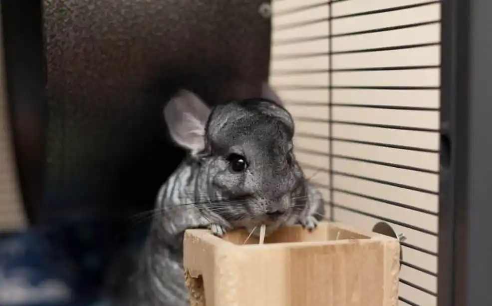 Ensuring Safe Chewing for Your Chinchilla