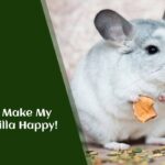 How to Make My Chinchilla Happy