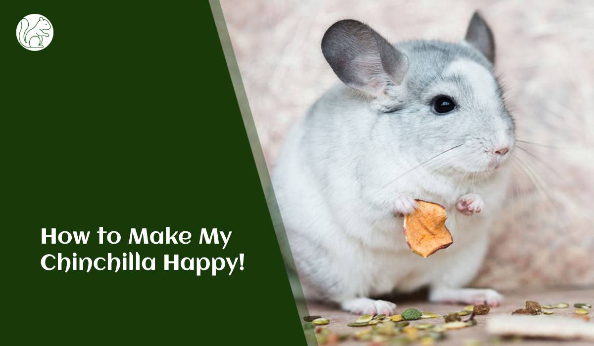 How to Make My Chinchilla Happy