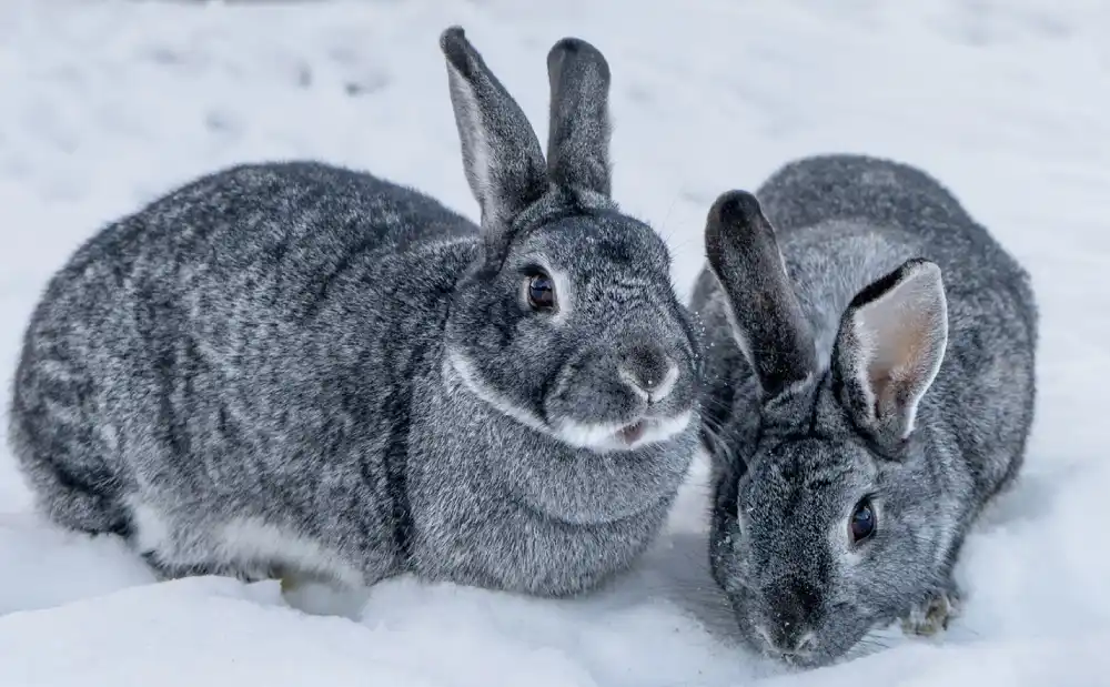 Rabbit Behavior and Needs