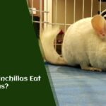 Can Chinchillas Eat Bananas?