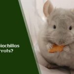 Can Chinchillas Eat Carrots?